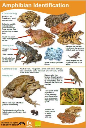 Amphibian ID guide 2014   for website