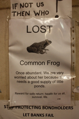 Common_frog_at_Occupy_LSX