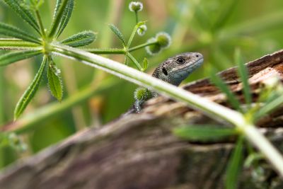 Common lizard by Kevin Clarke