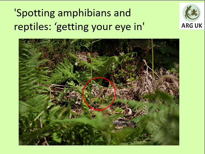 Top tips for spotting amphibians and reptiles 
